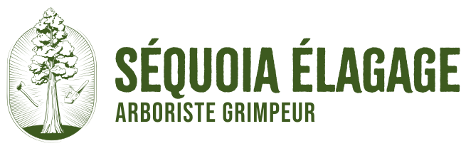 Sequoia-elagage